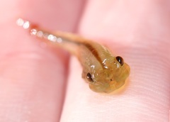 Eubranchipus neglectus