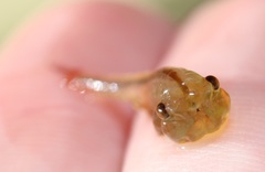 Eubranchipus neglectus