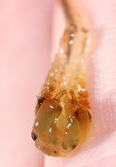 Eubranchipus neglectus