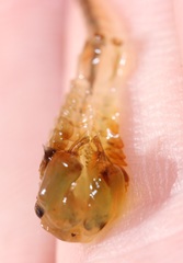 Eubranchipus neglectus