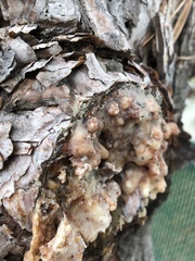 Synanthedon sequoiae