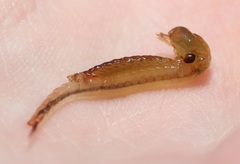 Eubranchipus neglectus