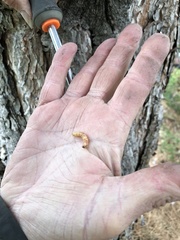 Synanthedon sequoiae