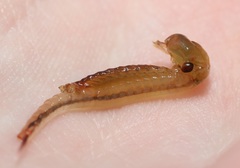 Eubranchipus neglectus