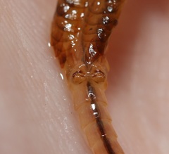 Eubranchipus neglectus