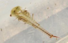 Eubranchipus neglectus