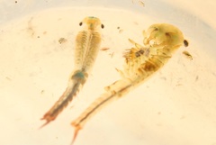 Eubranchipus neglectus