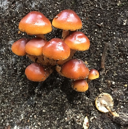 Hypholoma frowardii image