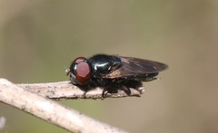 Chrysogaster