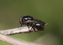 Chrysogaster