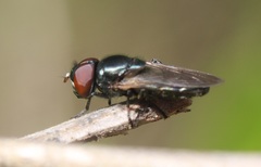 Chrysogaster