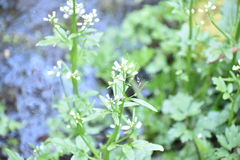 Cardamine breweri orbicularis