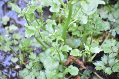 Cardamine breweri orbicularis