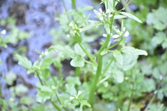 Cardamine breweri orbicularis