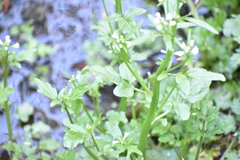 Cardamine breweri orbicularis