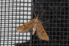 Choristostigma elegantalis