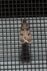 Scoparia palloralis