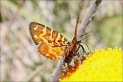Chrysolarentia chrysocyma