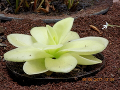 Pinguicula agnata