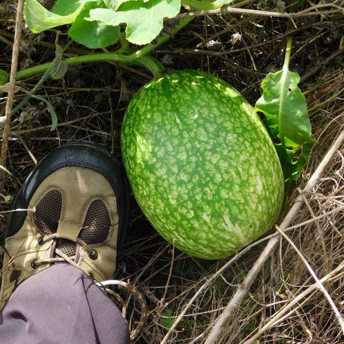 Cucurbita ficifolia
