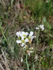 Cardamine penduliflora