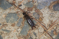 Gonolabis marginalis