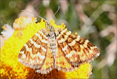 Chrysolarentia chrysocyma