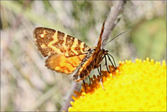 Chrysolarentia chrysocyma