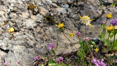 Crocidium multicaule