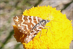 Chrysolarentia chrysocyma