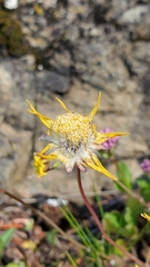 Crocidium multicaule