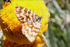 Chrysolarentia chrysocyma