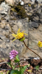 Crocidium multicaule