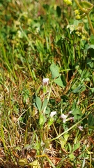 Trifolium variegatum geminiflorum
