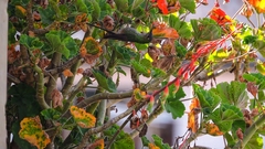 Lesbia victoriae