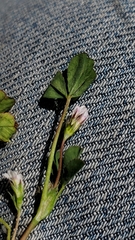 Trifolium variegatum geminiflorum