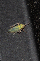 Gloridonus venditarius