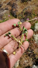 Trifolium variegatum geminiflorum