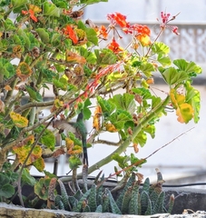 Lesbia victoriae