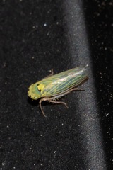 Gloridonus venditarius