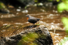 Cinclus schulzii