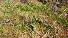 Trifolium variegatum geminiflorum