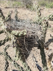 Campylorhynchus brunneicapillus