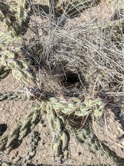 Campylorhynchus brunneicapillus