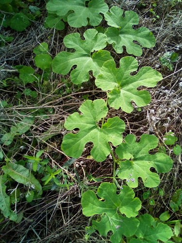 Cucurbita ficifolia