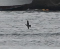 Synthliboramphus antiquus