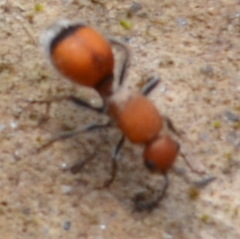 Dasymutilla ursus