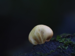 Clavogaster