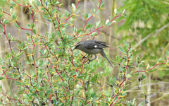 Conirostrum cinereum