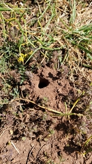 Andrena astragali